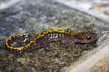 Larva of the long-toed salamander
(Ambystoma macrodactylum) Ambystoma macrodactylum sigillatum, Plumas County, CA.jpg