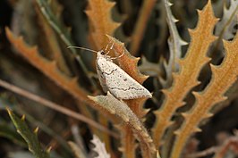 Amelora goniota