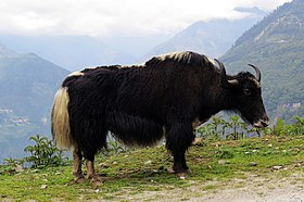 Jeune yack dans l'Arunachal Pradesh.