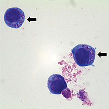 Anaplasma phagocytophilum, культивируемая в линии промиелоцитарных клеток человека HL-60.jpg