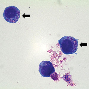 Anaplasma phagocytophilum, култивирана в човешка промиелоцитна клетъчна линия HL-60.jpg