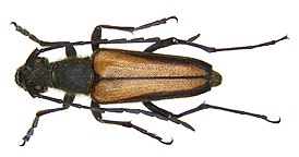 Anastrangalia dubia