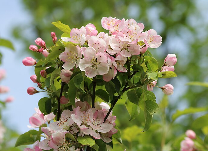 Цветущая яблоня (Malus domestica)