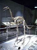 Vignette pour Archaeornithomimus