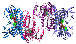 An example of a protein structure determined by the Midwest Center for Structural Genomics Argonne's Midwest Center for Structural Genomics deposits 1,000th protein structure.jpg