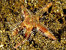 Astropecten polycanthus (Морская звезда) .jpg