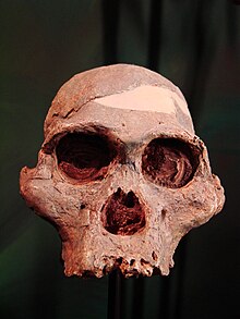 Australopithecus africanus face2 (Цюрихский университет) .JPG