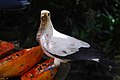 A bird feeding of a piece of papaya