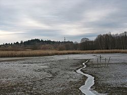 Rudolfovský potok ve vypuštěném Velkém panském rybníku, v pozadí vrch Baba