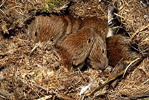 English: Young bank voles (Clethrionomys glare...