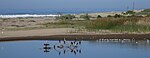 Birds in Ventura River estuary