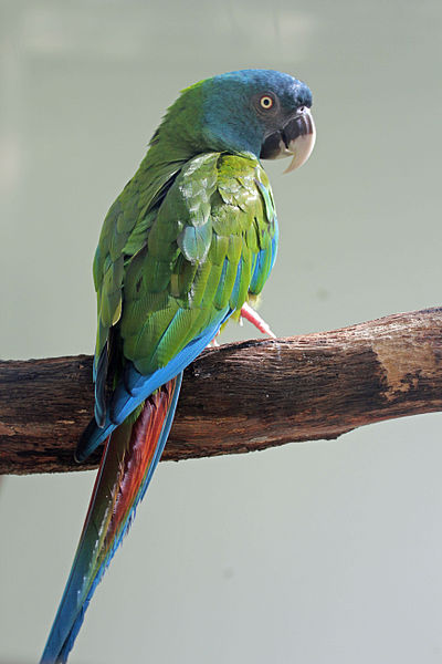 File:Blue-headed Macaw RWD2.jpg