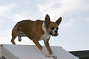 Fawn boxer jumping dog agility A-frame