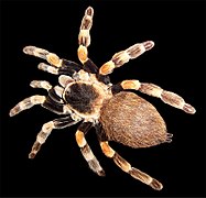 Brachypelma sp. (Fir0002)