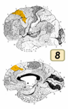 Brodmann Cytoarchitectonics 8.png