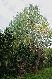 photographie représentant une ancienne haie du marais de la Dives avec des arbres têtard