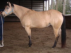 Pelatge “buckskin”, falb (crema)