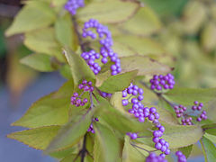 Callicarpa dichotoma, fruits