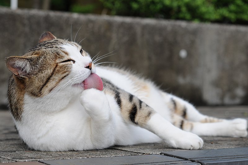 File:Cat-pink tongue.jpg