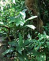 Chamaedorea geonomiformis