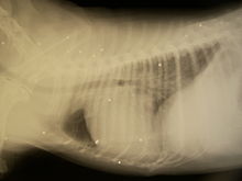 Chest X-ray of a cat that has been shot; the white spots are shotgun pellets Chat plombe.jpg