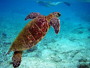 English: hawksbill sea turtle, Hawksbill is go...