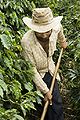 Image 105Brazil is the largest producer and exporter of coffee in the world. Brazilian coffee farmer producing. (from Economy of Brazil)