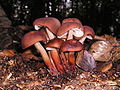 Gymnopus fusipes sin. Collybia fusipes