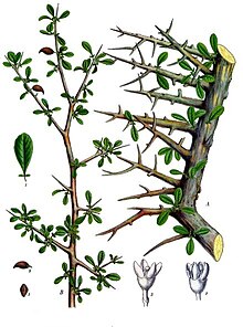 Botanical illustration showing thorny branches of plant with small, oval-shaped leaves