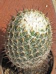 Coryphantha cornifera