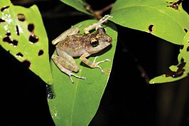 Craugastor yucatanensis