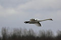 Cigno reale in volo