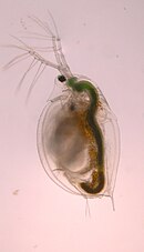 Daphnia