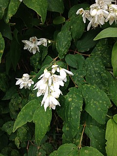 Description de l'image Deutzia crenata.jpg.