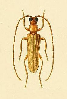 Doesus telephoroides