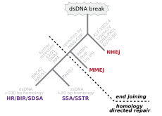 The main double-strand break repair pathways DsDNA break repair pathways.svg