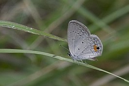 Eicochrysops messapus