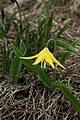 Erythronium grandiflorum