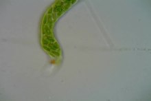 Файл: Euglena mutabilis.ogv