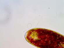 Файл: Euglena sp.ogv