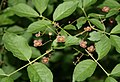 Warzen-Spindelstrauch (Euonymus verrucosus)