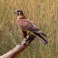 Falco berigoraj Alice Risortoj, Norda Teritorio, Australia-8.jpg
