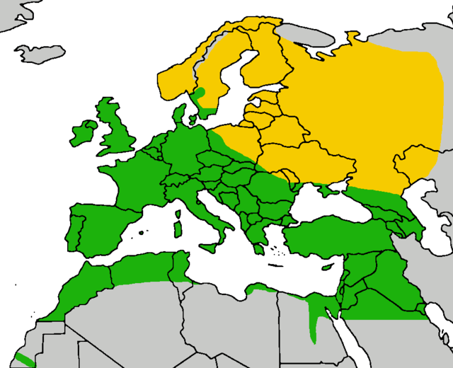 Western part of range of F. t. tinnunculus (also occurs in Siberia farther east) Yellow = breeding only, green = all-year