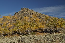 Herbst im National Forest