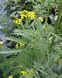 Feuille composée de tanaisie commune.