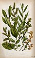 Quatre tiges de plantes avec leurs chatons, toutes provenant de types de saules (espèces de Salix). Chromolithographie par W. Dickes et co., Anne Pratt, 1855.