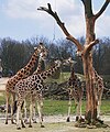 Giraffen