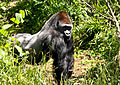 Gorilla (4646108972).jpg