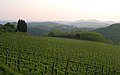 Wijnbouw in de Sloveense heuvels nabij Goriška Brda
