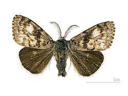 Gynaephora selenitica